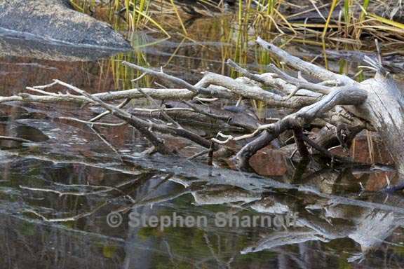 lakeshore reflections yosemite 3 graphic